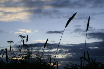 Wild Grass Against Early Evening Sky