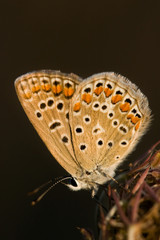 Fototapeta premium Butterfly sitting on a flower in spring