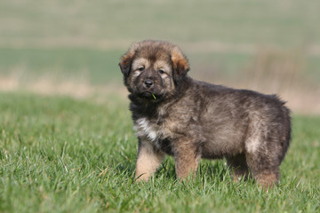 chiot dogue du tibet debout et machant un brin d'herbe
