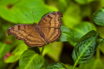 Butterfly sitting on a flower in spring