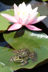 Seerose und Frosch