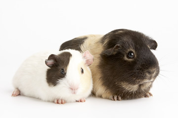 Two Guinea Pigs Against White Background