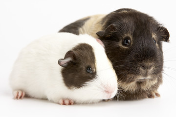 Two Guinea Pigs Against White Background