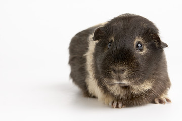Guinea Pig Against White Background
