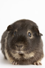 Guinea Pig Against White Background