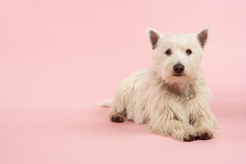 West Highland Terrier Dog In Studio