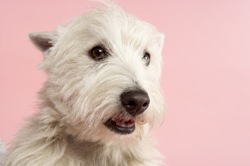 West Highland Terrier Dog In Studio