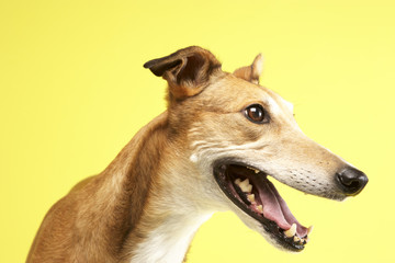 Portrait Of Pet Greyhound