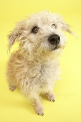 Small Mongrel Dog Sitting In Studio