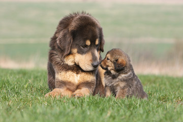 adulte et petit dogue du tibet couché nez à nez dans l'herbe