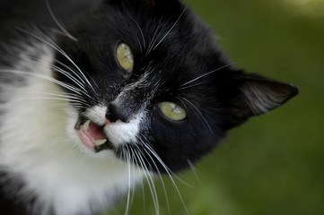 Schwrzer Kater