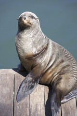 Naklejka premium South Africa,Cape Town,seal sitting on pier