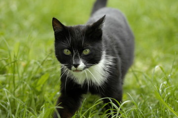 Schwarzer Kater