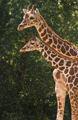 Mother and kid giraffe