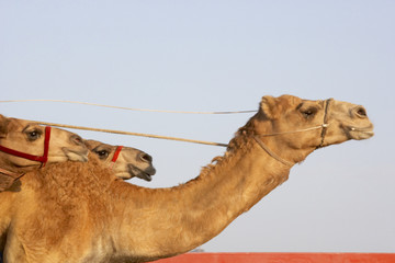 Naklejka premium Camel Racing In Dubai