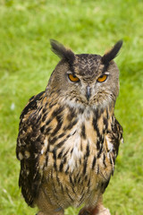 Eurasian Eagle Owl