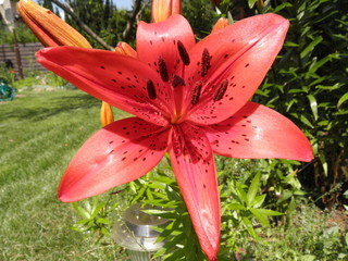 kwiat © Tomasz Sergej