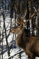 Fototapeta premium Elk