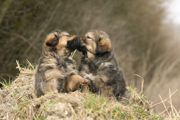 deux chiots dogue du tibet s'embrassant truffe contre truffe