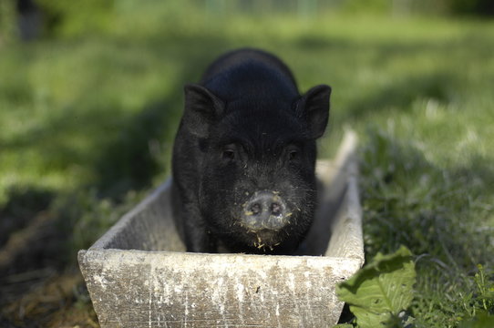 Gl&uuml;ckliche Schwein im Trog