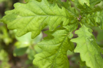 oak leaf