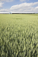 Green Wheat and a farm under cloudy sky