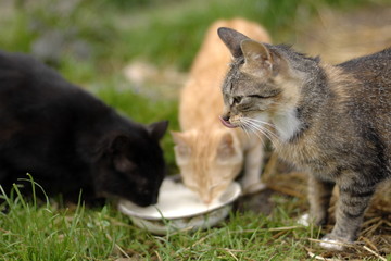 Katzen trinken Milch