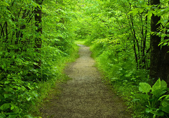 Fototapeta na wymiar Walking path in the forest