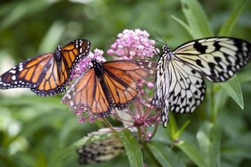 butterfly