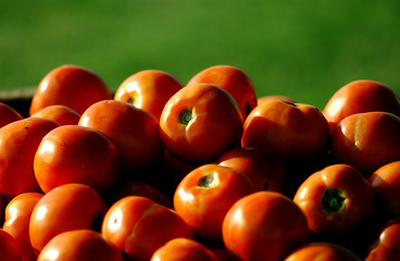 Tomaten