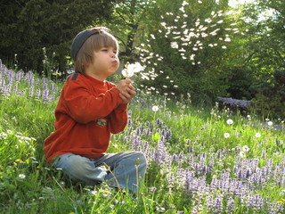 Pusteblume