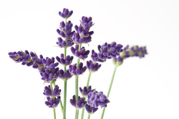 Obraz premium Lavendel