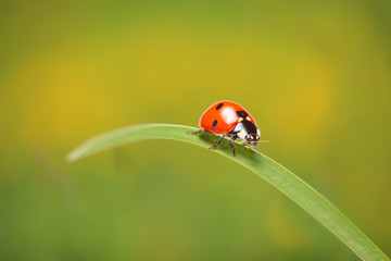 Ladybird on a green leaf