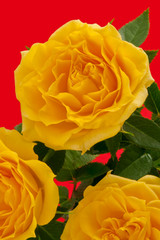 Roses in red background