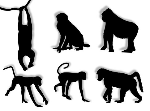 Scimmie in silhouette