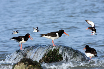 group of eurasian oystercatchers