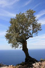 olive tree in front of blue sky and water on mallorca