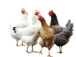 cute funny hens on white background, isolated
