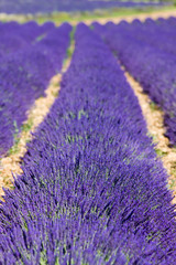 Fototapeta na wymiar lavender field, Plateau de Valensole, Provence, France