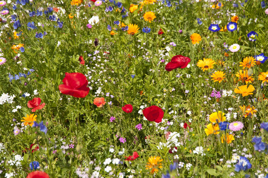 Fototapeta flower meadow