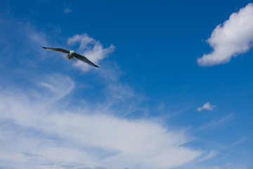 Gull
