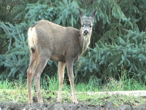 Fawn pulling carrot up and eating them