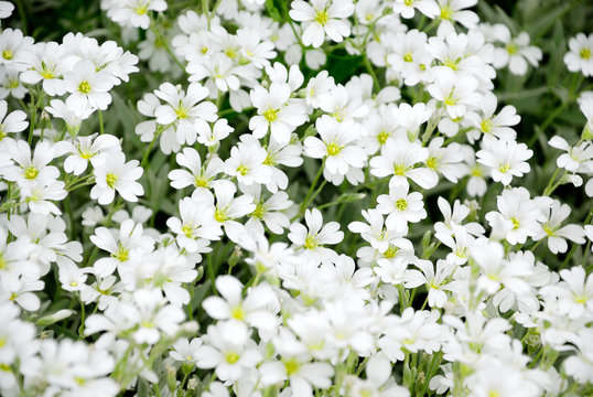 White flowers