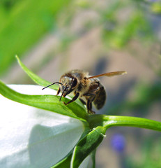 Bee sitting on flower.