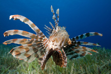 Lionfish (Pterois miles) hunting over seagrass