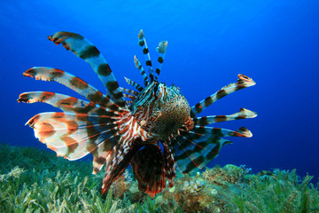 Lionfish (Pterois miles) hunting over seagrass