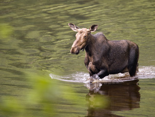 female moose mammal D