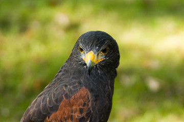 Greifvogel 2