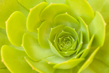 Beautiful Succulent Abstract