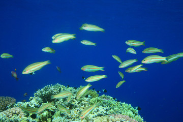 Fototapeta na wymiar Klunzinger's Wrasses on a Coral Reef
